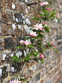 Close-up of pink flowering plant against wall