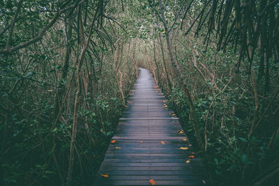 Boardwalk in a forest