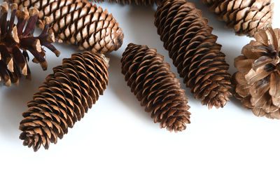 Close-up of pine cone against white background