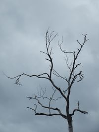 Low angle view of bare tree against sky