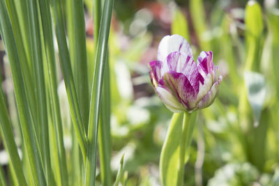 Close-up of purple flower blooming outdoors