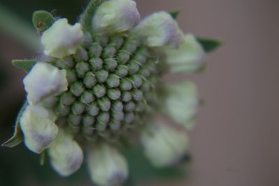 Close-up of flower