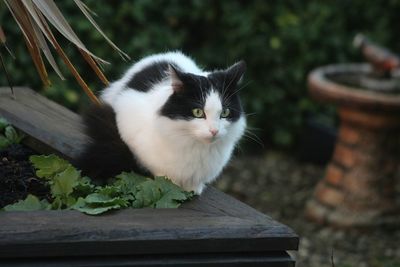 Close-up of cat