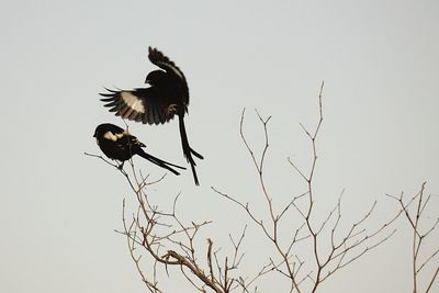 Low angle view of birds perching on bare tree