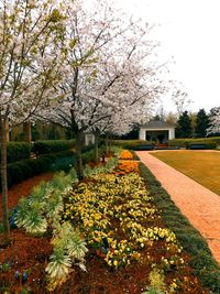 View of flowers in park