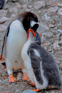 Gentoo penguin feeding chick by rocks