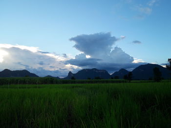 Scenic view of field against sky