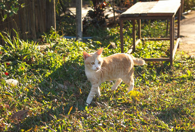 Portrait of a cat on grass