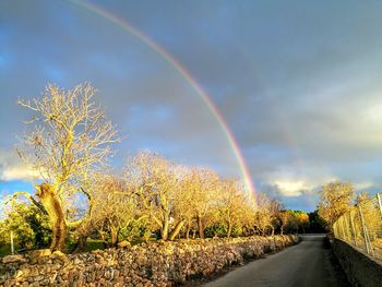 Rainbow over trees against sky