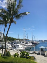 Sailboats moored at harbor