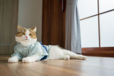Cat sitting on floor at home