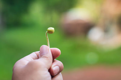 Close-up of hand holding leaf