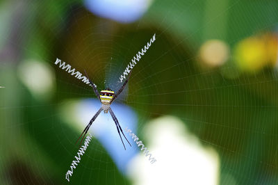 Close-up of spider on web