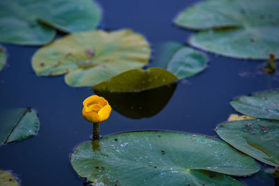 Close-up of water lily