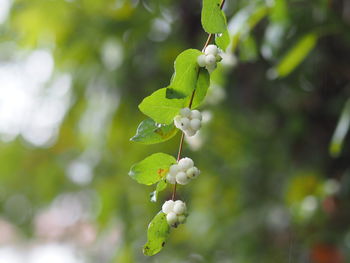 Close-up of white flowering plant
