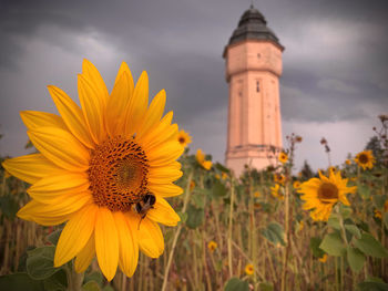 The water tower and the sunflower 