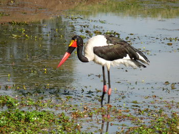 View of duck in lake