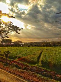 Scenic view of agricultural field against sky during sunset