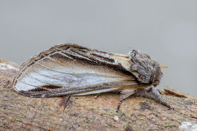 Close-up of insect