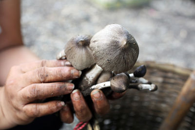 Cropped hands of woman holding mushrooms