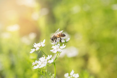 Close-up of bee on flower