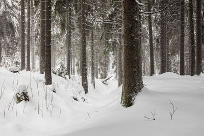 Trees on snow covered land during winter forest