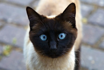 cat