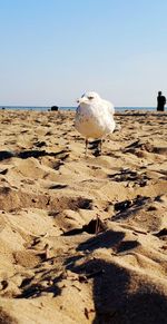 View of seagulls on beach