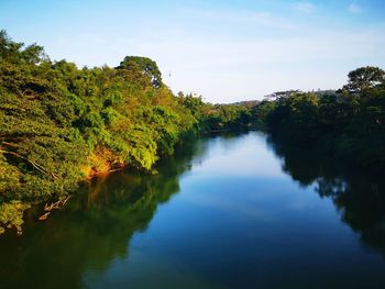 Scenic view of river amidst trees against sky