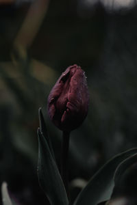 Close-up of tulip