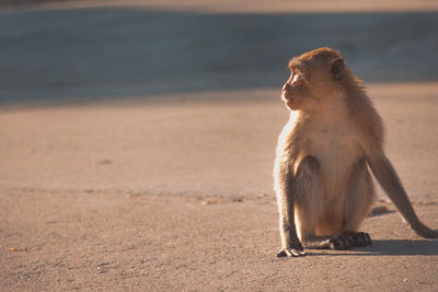 Monkey sitting on the beach