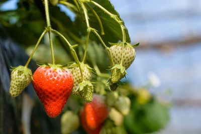 Close-up of strawberry growing on plant