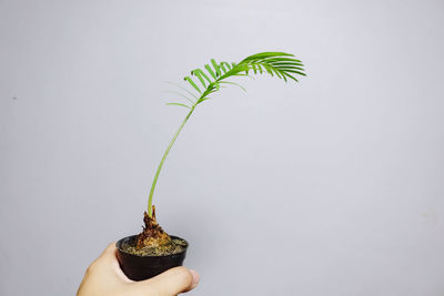 Close-up of hand holding small plant against white background