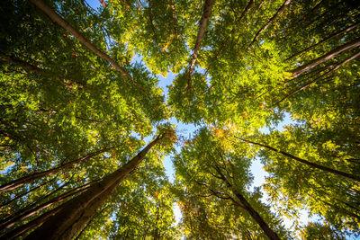 Low angle view of trees in forest