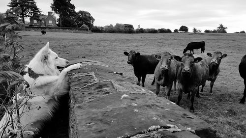 Horses on field against sky