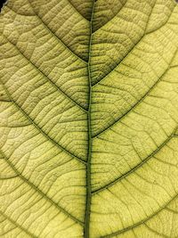leaf