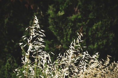 Close-up of plants growing on land