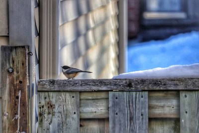 Close-up of bird perching on wooden fence