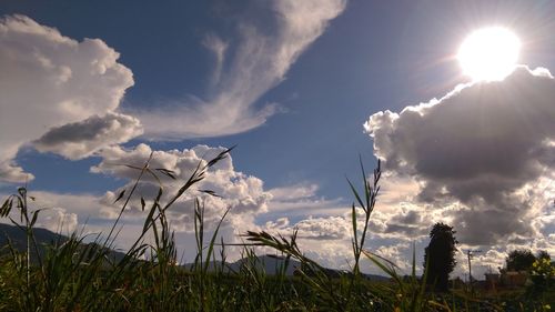 Low angle view of trees against sky