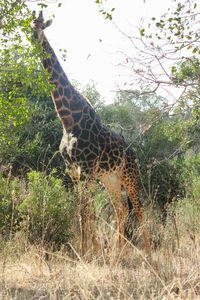 Giraffe in the forest