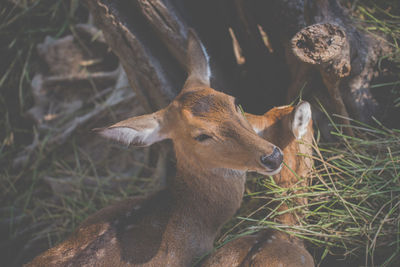 Deer in a field