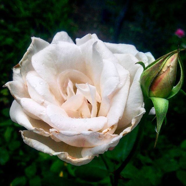 flower, petal, flower head, freshness, fragility, growth, beauty in nature, rose - flower, close-up, single flower, blooming, nature, focus on foreground, white color, plant, in bloom, blossom, park - man made space, outdoors, no people