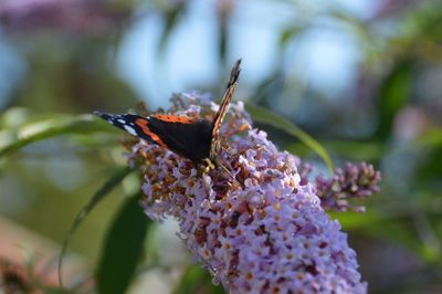 Close-up of butterfly pollinating on purple flower