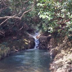 River flowing through forest