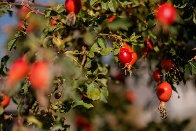 Close-up red rosehip berries on a tree