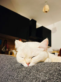 Close-up of cat lying on sofa