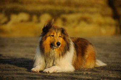 Shetland sheepdog relaxing at sandy beach