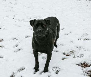 Portrait of dog standing on snow covered field