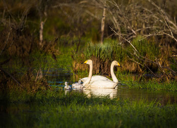 View of swan in lake