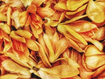 Full frame shot of yellow flowers